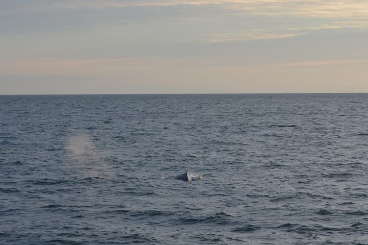 Reykjavik: Midnight Sun Whale Watching Tour - Midnight Sun, Sunset, and the Return to Reykjavík