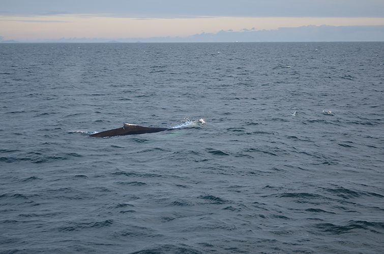 Reykjavik: Midnight Sun Whale Watching Tour - The Boat, Overalls, and Onboard Comfort