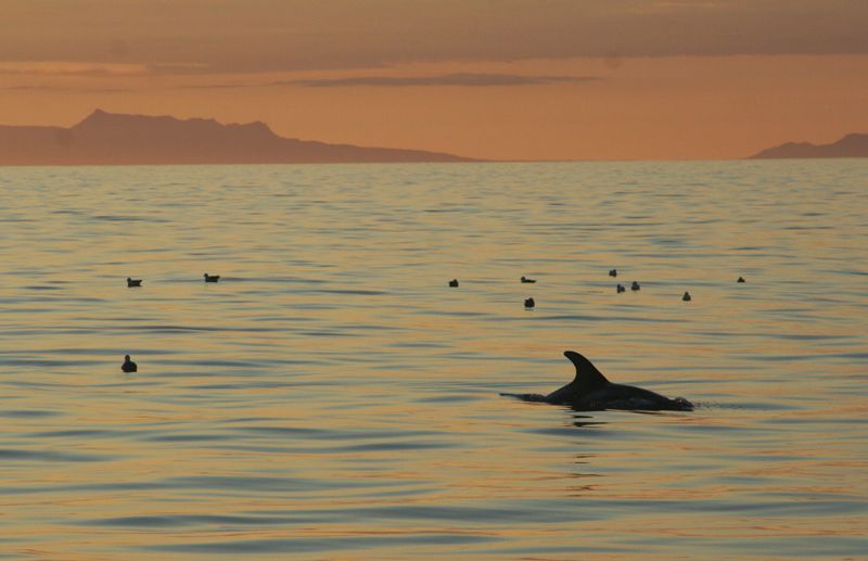 Reykjavik: Midnight Sun Whale Watching Tour - How the Whale Guarantee Changes the Value