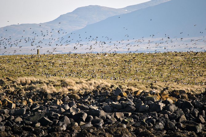 Reykjavik Premium Puffin tour | Close Up and Personal - Lundey and the puffins from the water