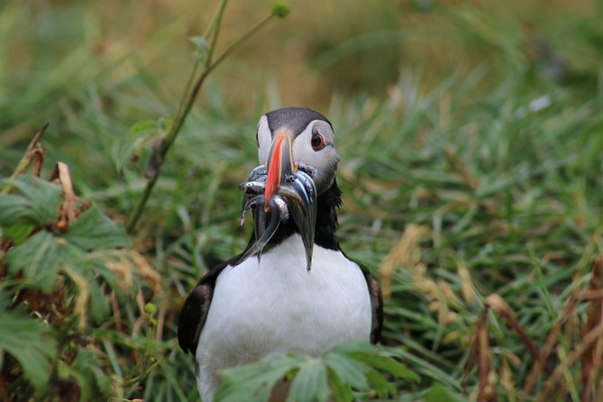 Reykjavik Premium Puffin tour | Close Up and Personal - Who will enjoy this Reykjavik outing?