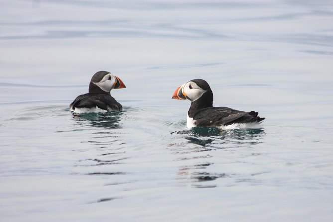 Reykjavik Premium Puffin tour | Close Up and Personal - What the RIB ride feels like