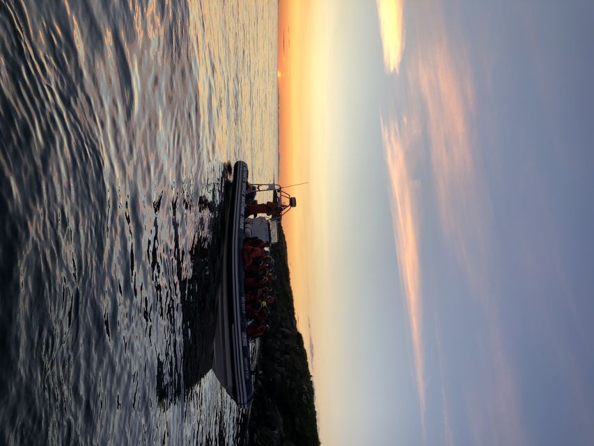 Reykjavik: Premium Whale and Puffin Watching Evening Tour - Scouting for whales, dolphins, and seals