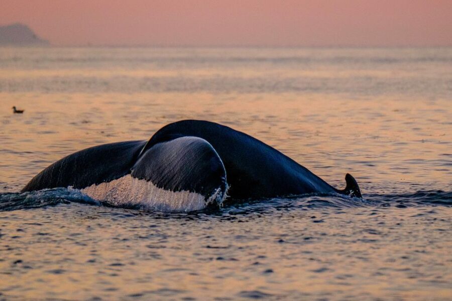 Reykjavik: Premium Whale and Puffin Watching Evening Tour - Who will enjoy this tour most?