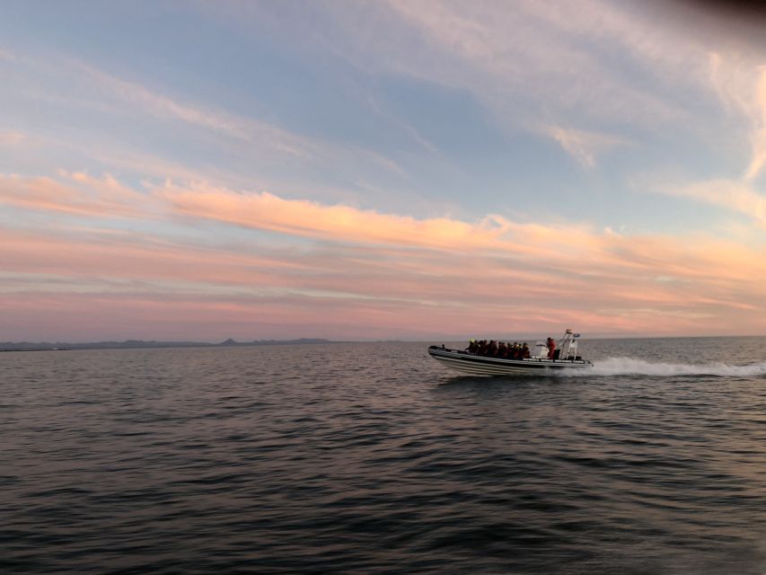 Reykjavik: Premium Whale and Puffin Watching Evening Tour - Leaving Ægisgarður on a 12-seat RIB