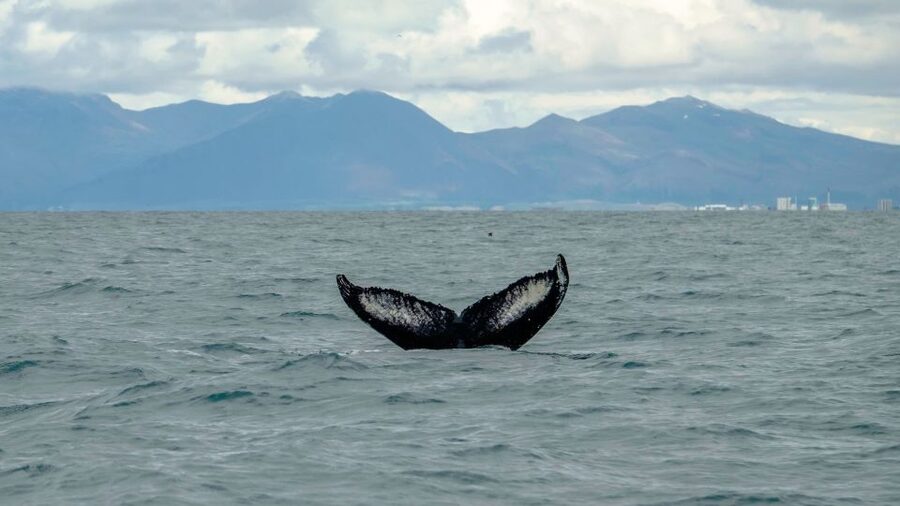 Reykjavik: Premium Whale Watching with Flexible Ticket - A realistic look at the wildlife odds
