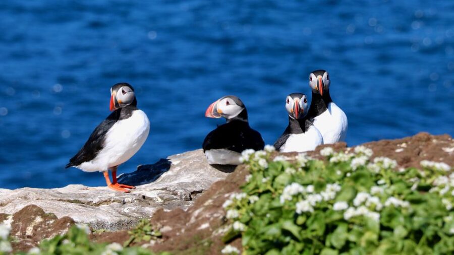 Reykjavik: Premium Whale Watching with Flexible Ticket - Puffin watching from May through August