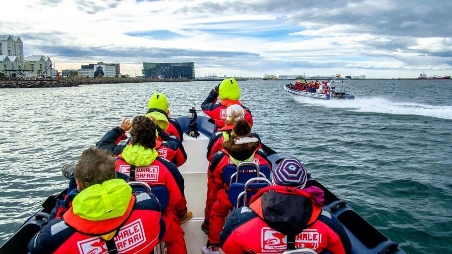 Reykjavik: Premium Whale Watching with Flexible Ticket - What the $202 price really buys you