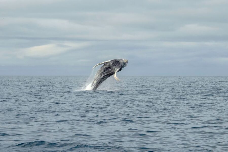 Reykjavik: Premium Whale Watching with Flexible Ticket - Who should book this fast boat outing