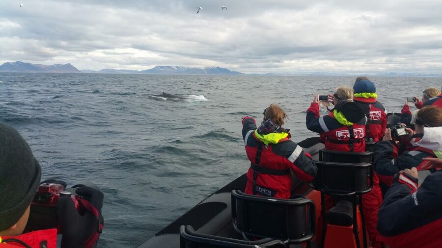 Reykjavik: Premium Whale Watching with Flexible Ticket - How this compares with a classic whale-watching cruise