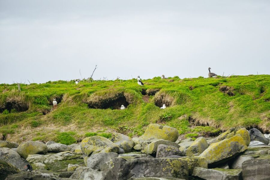 Reykjavik: Puffin Watching Boat Tour - Reaching Lundey and Akurey
