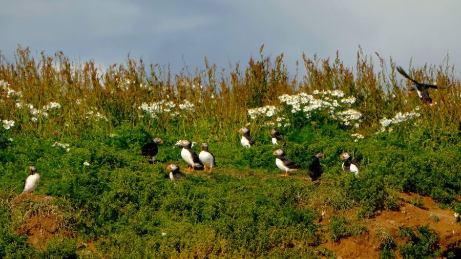 Reykjavik: Puffin Watching Tour - Timing, weather, and photography tips