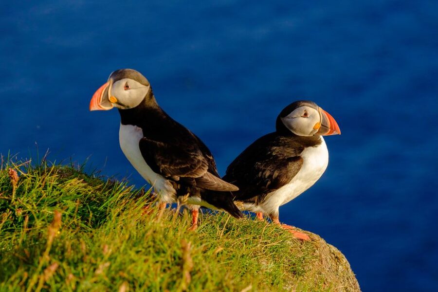 Reykjavik: Puffin Watching Tour - A short boat ride with a very clear purpose