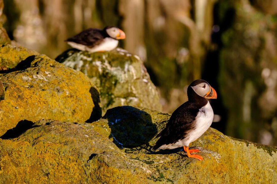 Reykjavik: Puffin Watching Tour - Reaching the puffin colonies