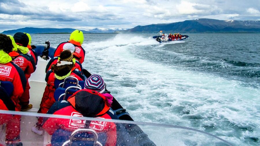 Reykjavik: Puffin Watching Tour - Puffins, auks, and the rest of the bird list