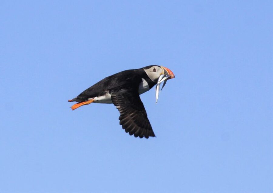 Reykjavik: Puffin Watching Tour - The guide and captain make a real difference