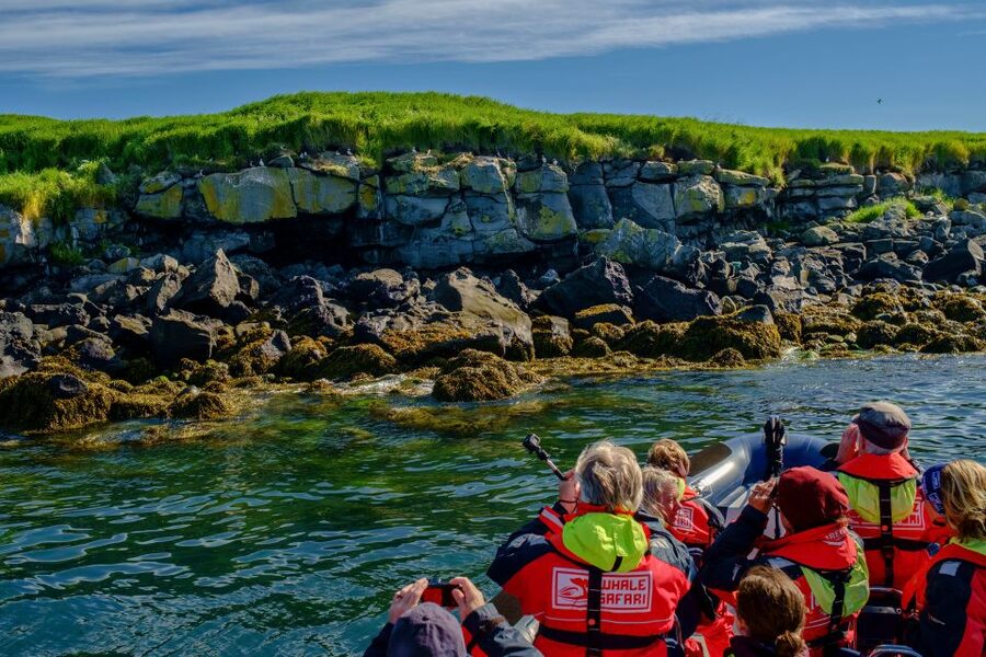 Reykjavik: Puffin Watching Tour - Is the $101 price fair?