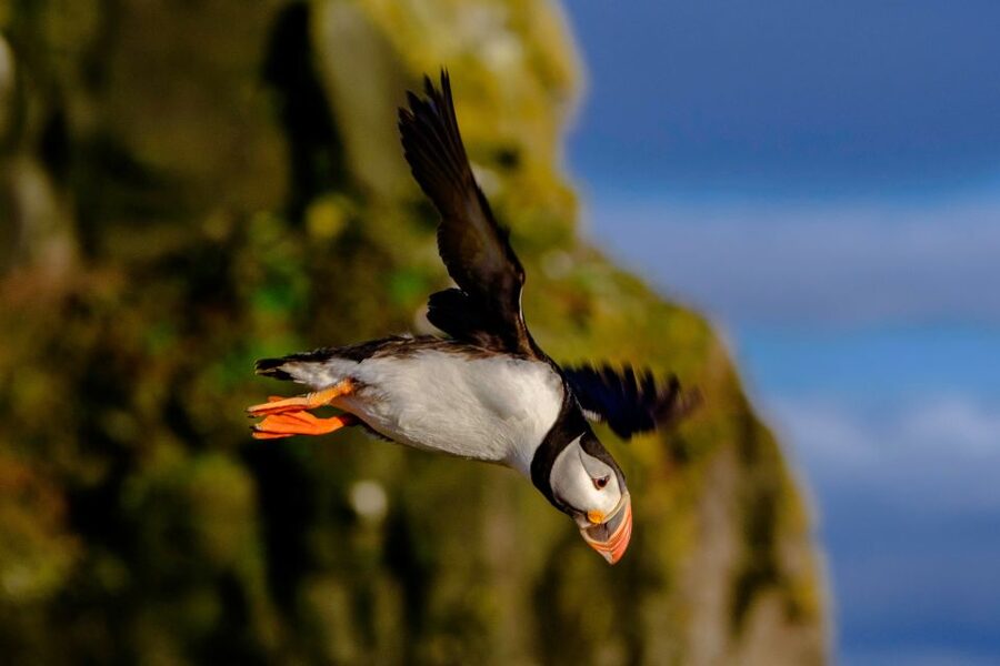 Reykjavik: Puffin Watching Tour - Who should book this outing?