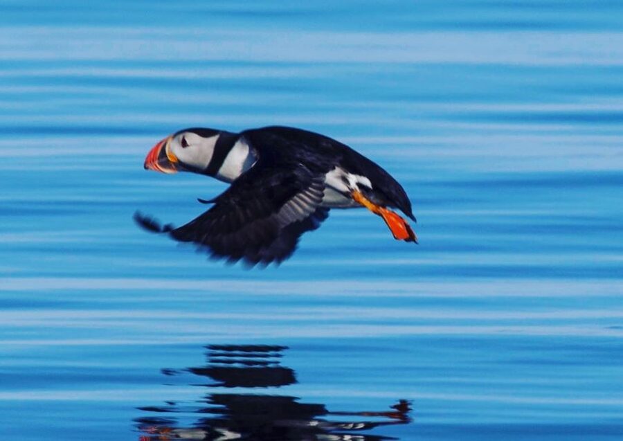 Reykjavik: Puffin Watching Tour by RIB Speedboat - What the full-body suit really adds