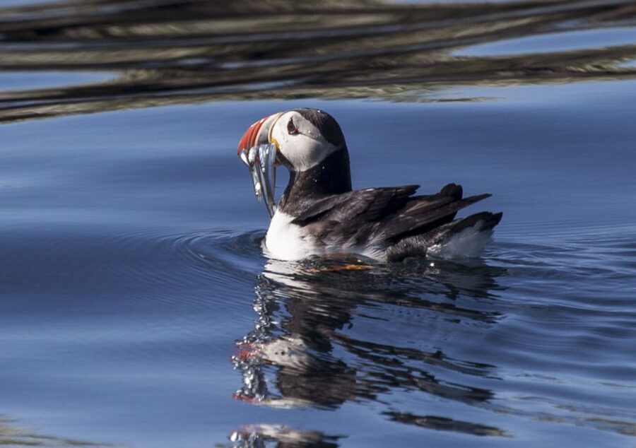 Reykjavik: Puffin Watching Tour by RIB Speedboat - The quiet part: engine off near the birds
