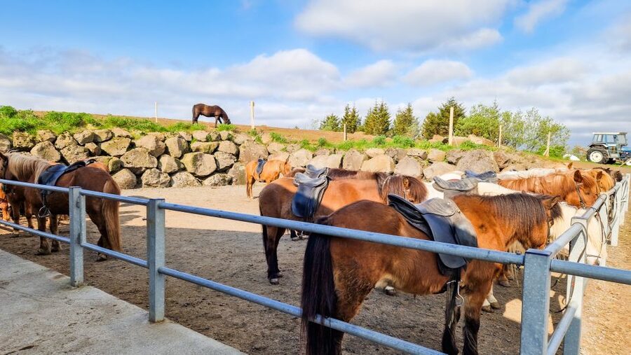 Reykjavik: Red Lava Horse Riding Tour - The red-rock photo stop