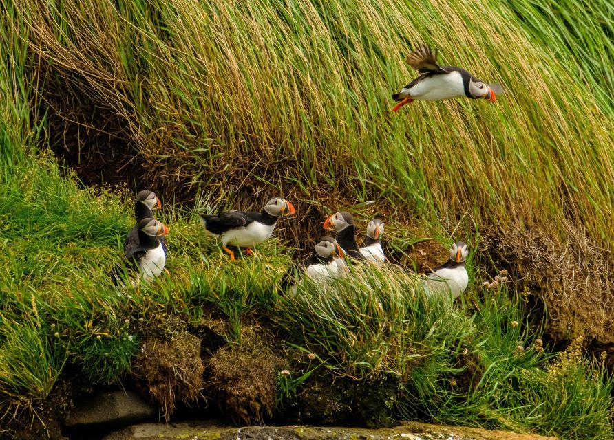 Reykjavík: RIB Speed-Boat Puffin Watching Tour - Key points at a glance