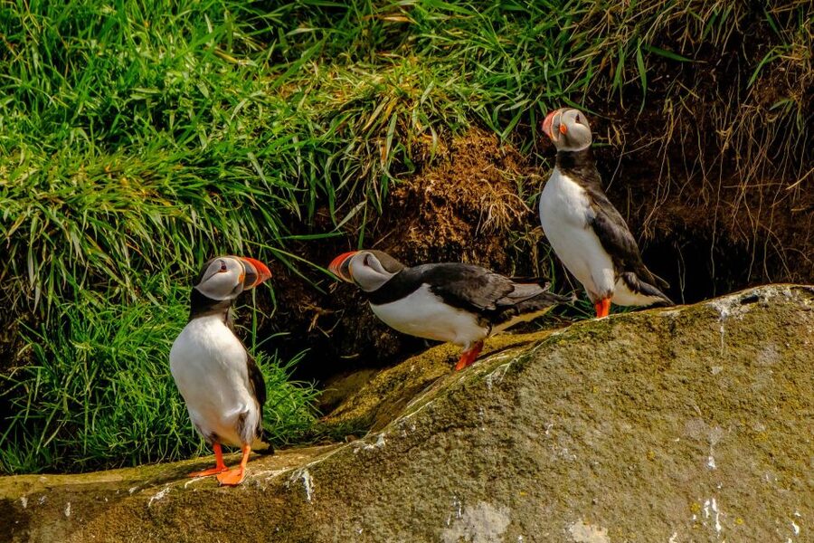 Reykjavík: RIB Speed-Boat Puffin Watching Tour - Balancing speed with comfort