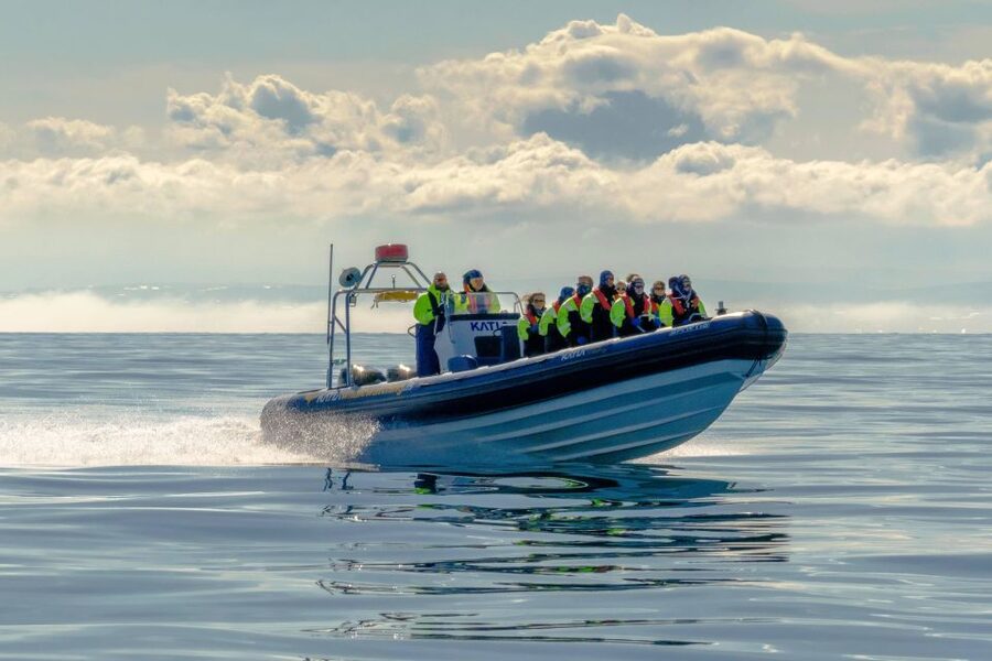 Reykjavík: RIB Speed-Boat Puffin Watching Tour - How the $81 price compares in practical terms