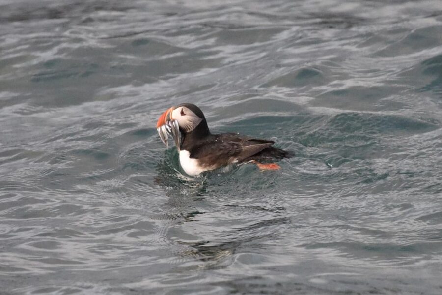 Reykjavík: RIB Speed-Boat Puffin Watching Tour - Finding the harbor hut before departure