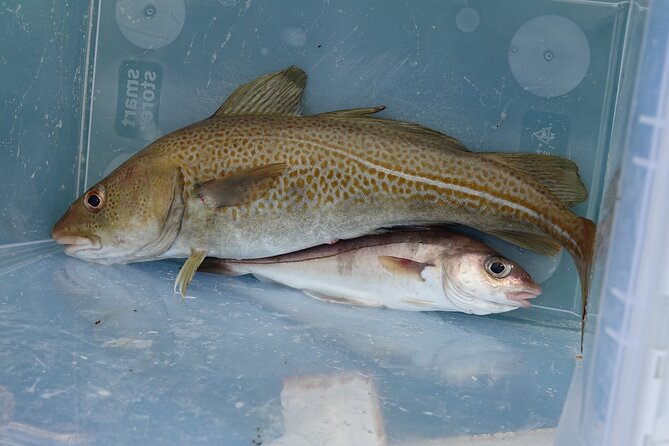 Reykjavik's Finest Catch: Guided Sea Angling Tour for All Levels - What beginners and children can expect