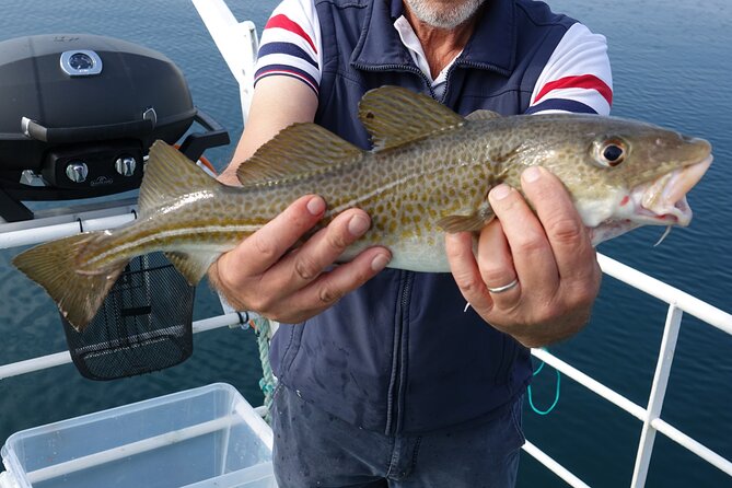 Reykjavik's Finest Catch: Guided Sea Angling Tour for All Levels - Finding Reykjavik’s local fishing spots