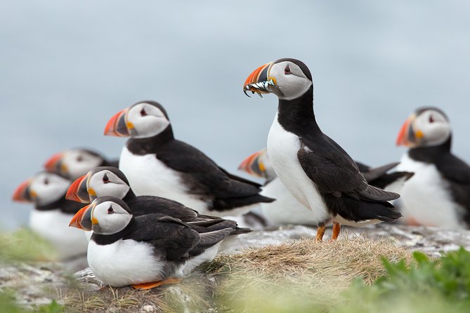 Reykjavik Shore Excursion: Puffin Sightseeing Cruise - Key details before you reserve