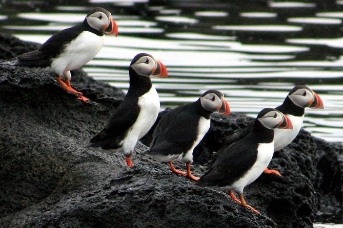 Reykjavik Shore Excursion: Puffin Sightseeing Cruise - The quiet engine-off moment