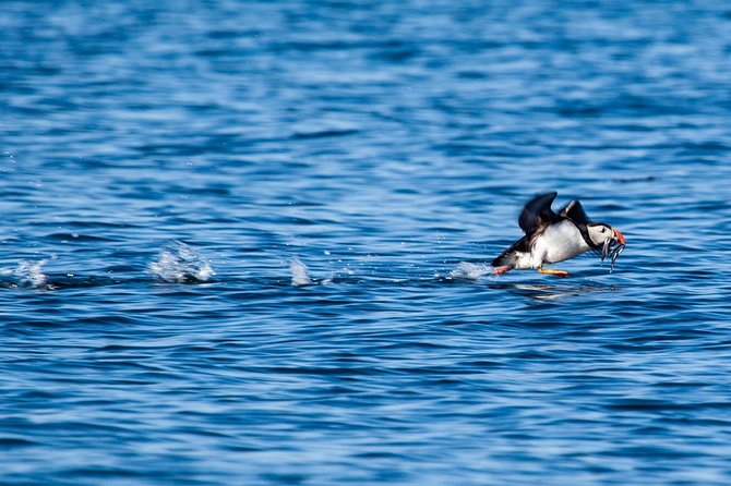 Reykjavik Shore Excursion: Puffin Sightseeing Cruise - Small boat advantages and seating tradeoffs