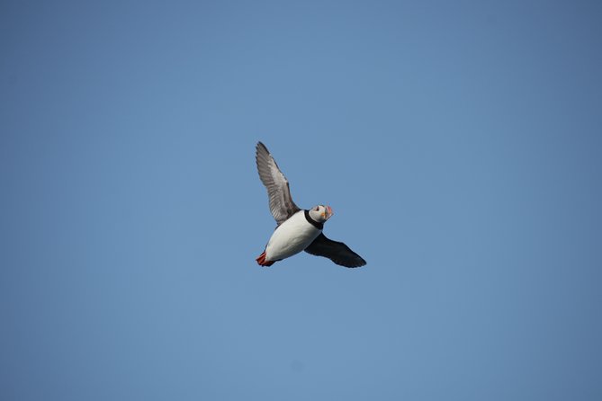 Reykjavik Shore Excursion: Puffin Sightseeing Cruise - Is $63.51 good value?