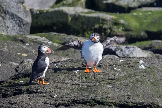 Reykjavik Shore Excursion: Puffin Sightseeing Cruise - Circling Akurey Island for puffins