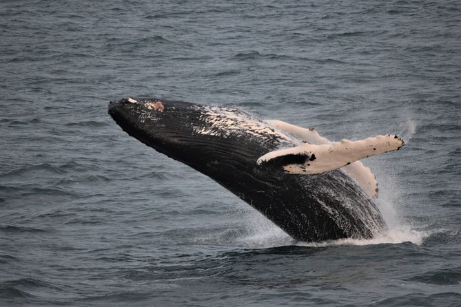 Reykjavik Shore Excursion: Whale-Watching Cruise - What the regular cruise is like on the bay