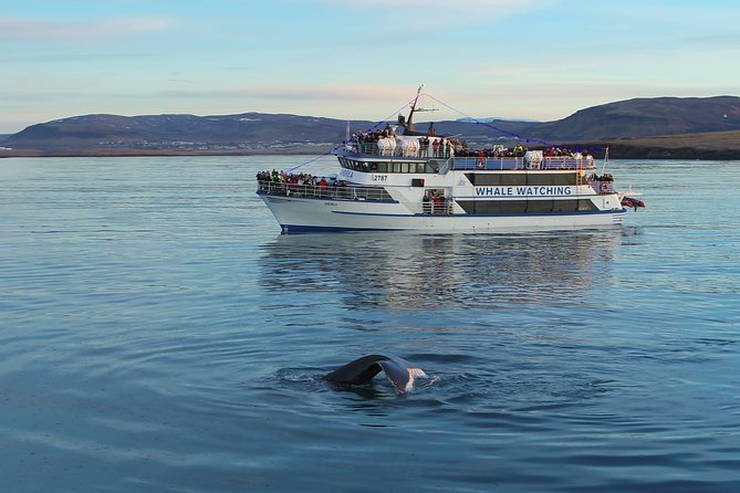 Reykjavik Shore Excursion: Whale-Watching Cruise - Staying warm and comfortable on a moving boat