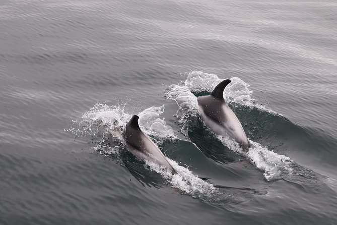 Reykjavik Shore Excursion: Whale-Watching Cruise - The wildlife you might see in Faxaflói Bay