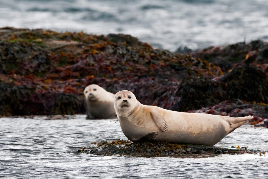 Reykjavik: Small-Group Snæfellsnes Day Trip - Ytri-Tunga brings you close to Iceland’s gentler side