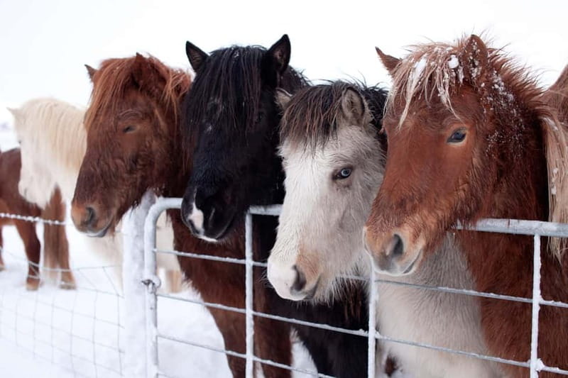 Reykjavik: The Golden Circle Full-Day Tour - The value of $81 per person