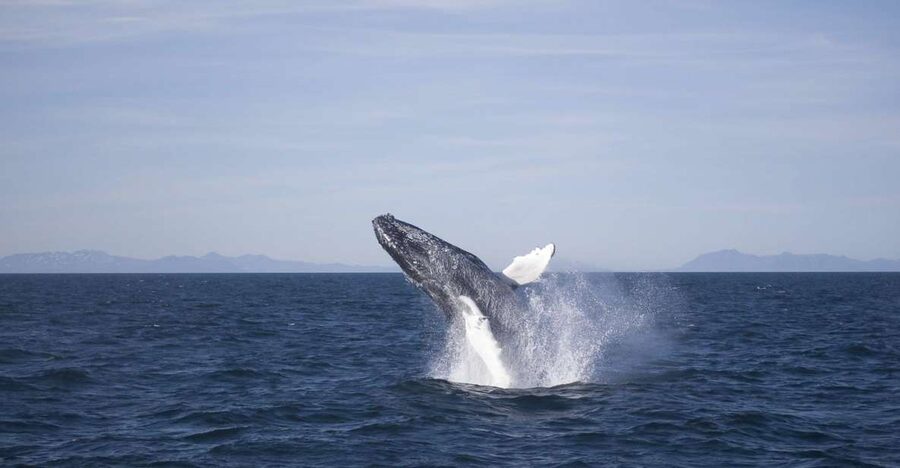 Reykjavik: the Original 3-Hour Whale Watching Tour - Key points to know before you book