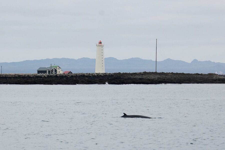 Reykjavik: the Original 3-Hour Whale Watching Tour - Who will enjoy this cruise most