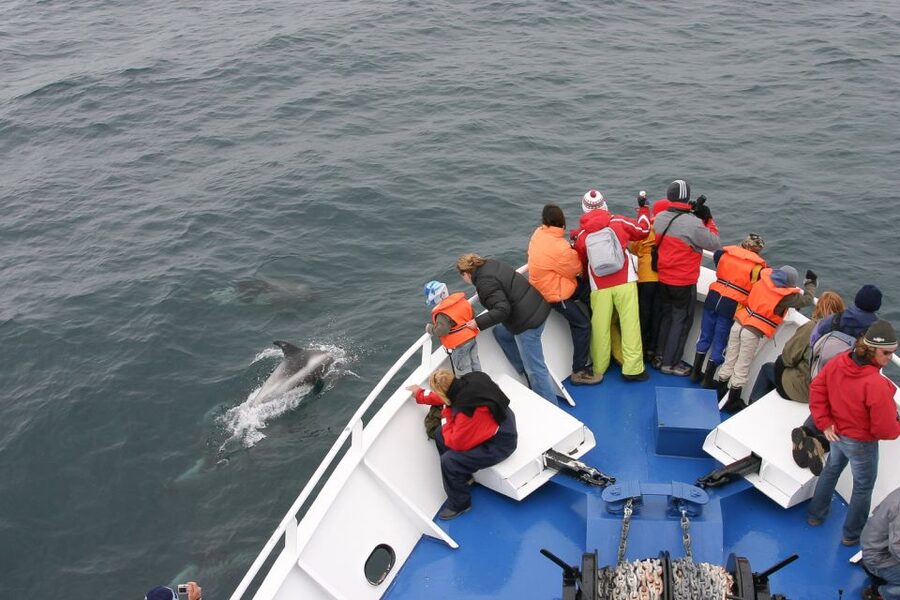 Reykjavik: the Original 3-Hour Whale Watching Tour - What you might see from the boat