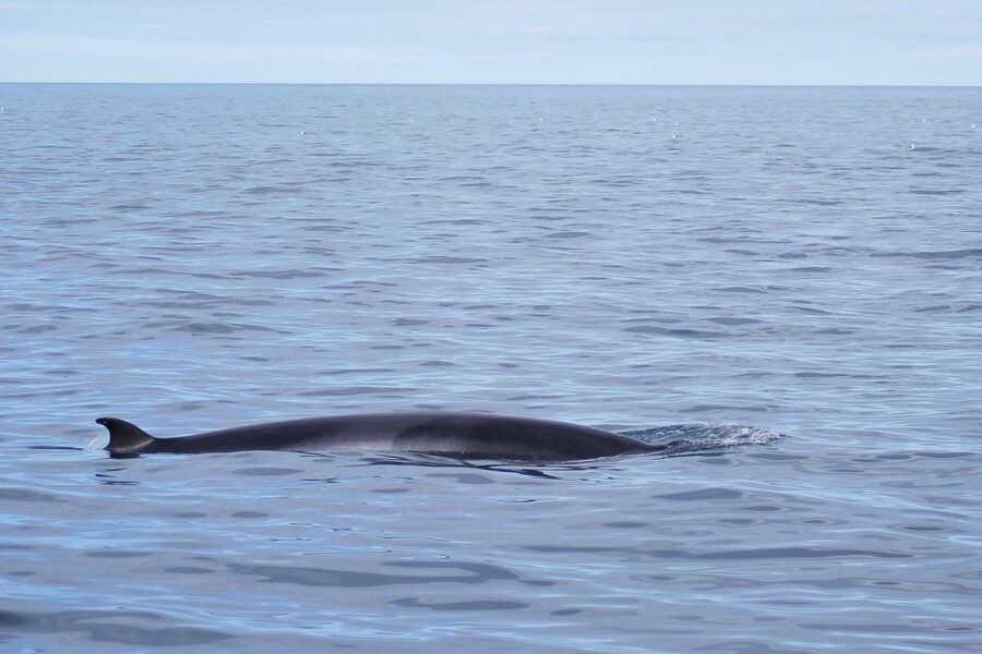 Reykjavik: the Original 3-Hour Whale Watching Tour - The best places to watch