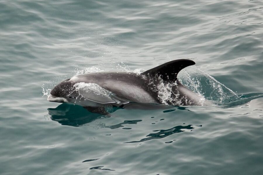 Reykjavik: the Original 3-Hour Whale Watching Tour - Warm clothing, weather, and comfort