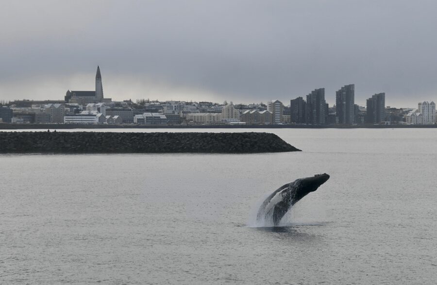 Reykjavik: the Original 3-Hour Whale Watching Tour - A three-hour schedule with room for luck