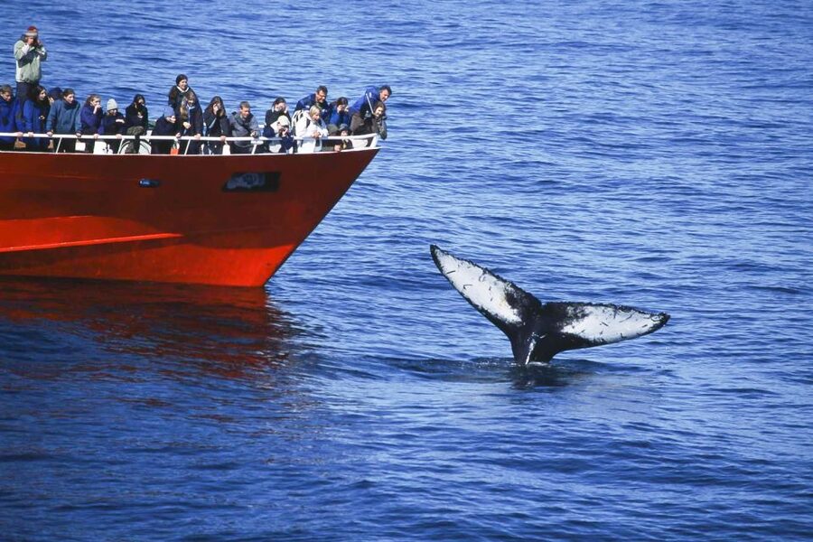 Reykjavik: the Original 3-Hour Whale Watching Tour - The sighting guarantee and the value at $108