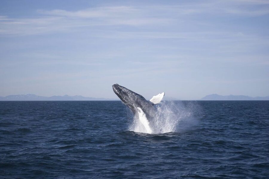 Reykjavik: the Original 3-Hour Whale Watching Tour - The first stretch across Faxafloi Bay