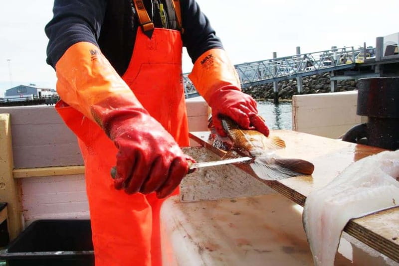 Reykjavik: Traditional Sea Fishing with BBQ Feast - What Happens at the Old Harbor
